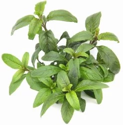 **** NEU *** Staurogyne Spec. 'Bihar'