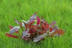 In-Vitro Lilablättriges Papageienblatt / Alternanthera Reineckii ´Lila´