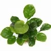 Rundblättrige Anubias / Anubias Barteri Coin Leaf *RARITÄT* -Garten & Außenbereich 30068DE 1 2