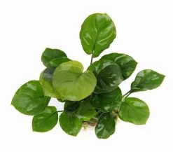 Rundblättrige Anubias / Anubias Barteri Coin Leaf *RARITÄT*