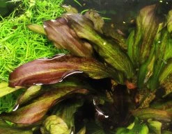 Dennerle Echinodorus ´Green Chamäleon´