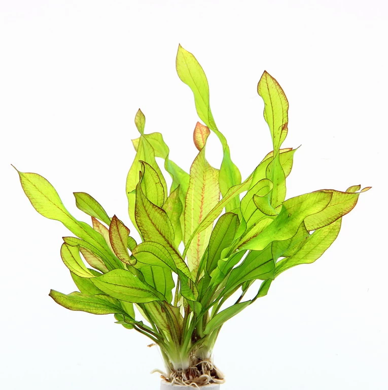 Dennerle Echinodorus ´Green Chamäleon´ 4 Dennerle Echinodorus ´Green Chamäleon´ – Bild 2