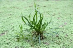 Helanthium Bolivianum ´Angustifolius´
