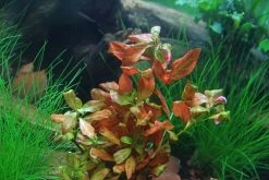 In-Vitro Ludwigia Sp. 'Atlantis'