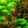 Dennerle Rotala Macrandra "Narrow Red" -Garten & Außenbereich 30144DE 1 1
