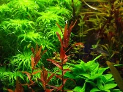 Dennerle Rotala Macrandra "Narrow Red"