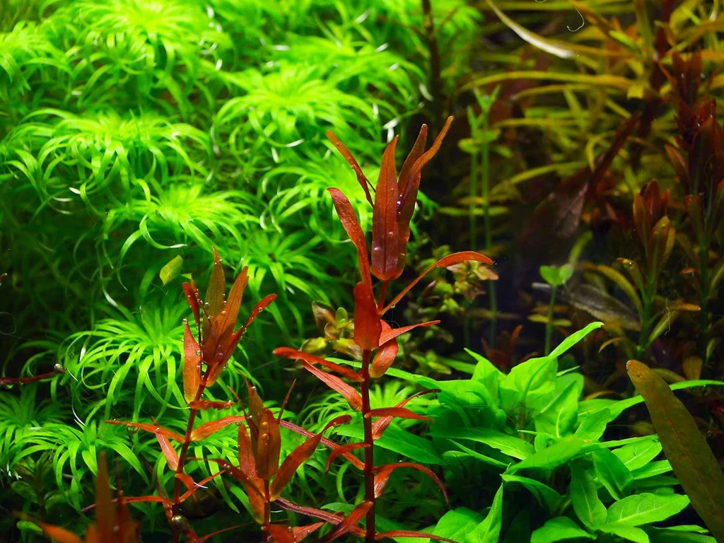 Dennerle Rotala Macrandra "Narrow Red" 3 Dennerle Rotala Macrandra "Narrow Red"