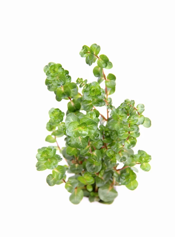 Dennerle Rotala Macrandra "Narrow Red" 4 Dennerle Rotala Macrandra "Narrow Red" – Bild 2