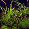 In-Vitro Grasblättrige Wasserkelch / Cryptocoryne Crispatula 2 In-Vitro Grasblättrige Wasserkelch / Cryptocoryne Crispatula -Garten & Außenbereich 30162DE 1 1