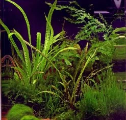 In-Vitro Grasblättrige Wasserkelch / Cryptocoryne Crispatula