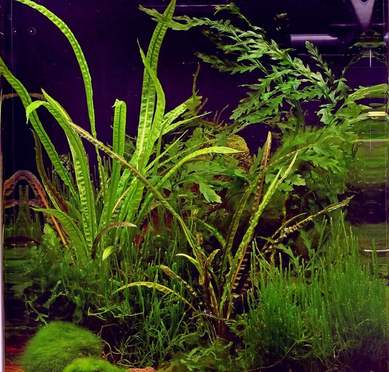 In-Vitro Grasblättrige Wasserkelch / Cryptocoryne Crispatula 3 In-Vitro Grasblättrige Wasserkelch / Cryptocoryne Crispatula