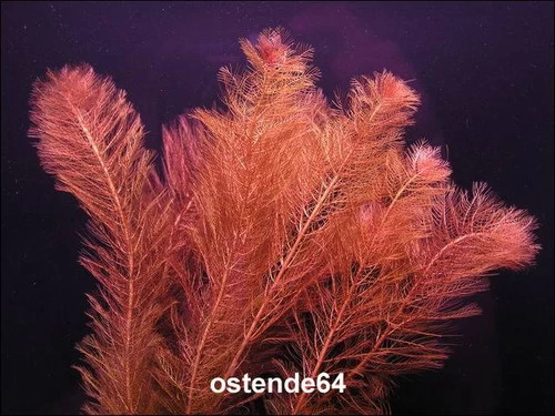 XL In-Vitro Rotes Tausendblatt / Myriophyllum Mattogrossense 3 XL In-Vitro Rotes Tausendblatt / Myriophyllum Mattogrossense