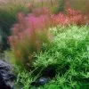 1-2-GROW! Rotes Mooskraut / Rotala Wallichii 2 1-2-GROW! Rotes Mooskraut / Rotala Wallichii -Garten & Außenbereich 32ATC T 1 1