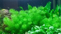 1-2-GROW! Guyana-Tausendblatt / Myriophyllum 'Guyana'