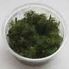 XL In-Vitro Rotala Sp. Round Leaf 1 XL In-Vitro Rotala Sp. Round Leaf -Garten & Außenbereich 397DZ 1 1