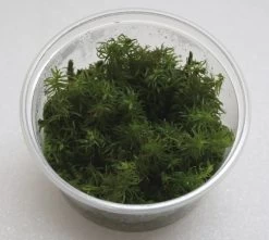XL In-Vitro Rotala Sp. Round Leaf