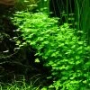 1-2-GROW! Hydrocotyle Sp. 'Japan' (Hydrocotyle Cf. Tripartita)