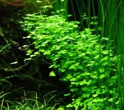 1-2-GROW! Hydrocotyle Sp. 'Japan' (Hydrocotyle Cf. Tripartita)