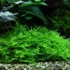 1-2-GROW! Stachelmoos / Taxiphyllum Spec. Spiky-Moss Von TROPICA, Moos -Garten & Außenbereich 3GTC T 1 2