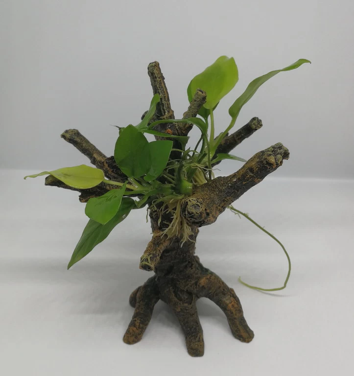 Goldenes Speerblatt-Bäumchen Mit Baumkrone / Urwaldbaum KLEIN Mit Anubia Nana GOLD-BLATT 3 Goldenes Speerblatt-Bäumchen Mit Baumkrone / Urwaldbaum KLEIN Mit Anubia Nana GOLD-BLATT