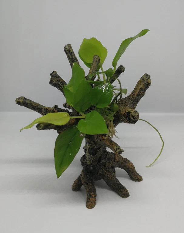 Goldenes Speerblatt-Bäumchen Mit Baumkrone / Urwaldbaum KLEIN Mit Anubia Nana GOLD-BLATT 4 Goldenes Speerblatt-Bäumchen Mit Baumkrone / Urwaldbaum KLEIN Mit Anubia Nana GOLD-BLATT – Bild 2