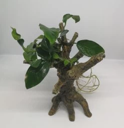 Speerblatt-Bäumchen Mit Baumkrone / Urwaldbaum KLEIN Mit Anubia Nana