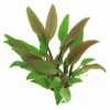 Gelber Wasserkelch / Cryptocoryne Walkeri "lutea"
