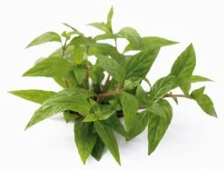 XL In-Vitro Staurogyne Spec. 'Porto Velho'