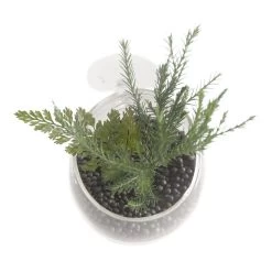 Pflanzenschale Aus Kristallklarem Glas -Garten & Außenbereich 467961Ep 1 3