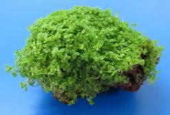 Lavastein Mit KUBA Zwerg-Perlenkraut / Hemianthus Callitrichoides Cuba, Hcc -Garten & Außenbereich 48bYLS T 1 6