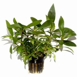 Großer Rosetten-Wasserfreund / Hygrophila Corymbosa Angustifolia Im Topf