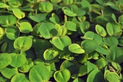 InVitro Schwimmende Wolfsmilch / Phyllanthus Fluitans