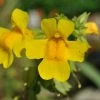 Gelbe Gauklerblume / Mimulus Luteus Im 9x9 Cm Topf -Garten & Außenbereich 720Wo 1 1