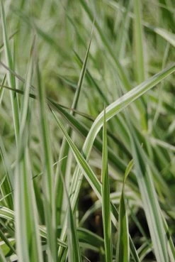 Rohrglanzgras, Weiß-gestreift / Phalaris Arundinacea 'Picta' Im 9x9 Cm Topf