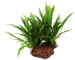 Großer Lavastein Mit Javafarn / Microsorum Pteropus Auf Lavastein - Gr. XL