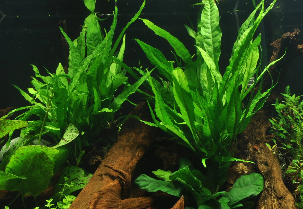 Großer Lavastein Mit Javafarn / Microsorum Pteropus Auf Lavastein - Gr. XL 4 Großer Lavastein Mit Javafarn / Microsorum Pteropus Auf Lavastein - Gr. XL – Bild 2