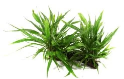 XL Wurzel Mit Javafarn / Microsorum Pteropus Auf Wurzel Gr. XL