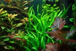 Wurzel+Saugnapf Mit Schmalblättrigem Javafarn / Microsorum Pt. Narrow Auf Wurzel+Sauger -Garten & Außenbereich 8aZWS T 1 4