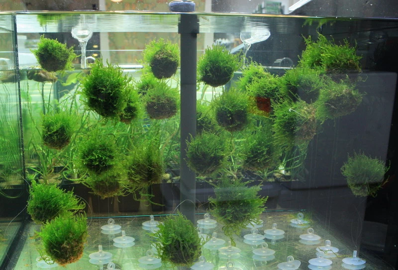 Biosphären - Ball Mit Javamoos - Grüne See-Minen, Moos 3 Biosphären - Ball Mit Javamoos - Grüne See-Minen, Moos