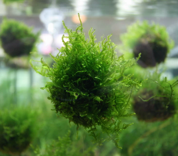 Biosphären - Ball Mit Javamoos - Grüne See-Minen, Moos 4 Biosphären - Ball Mit Javamoos - Grüne See-Minen, Moos – Bild 2