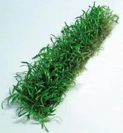 Lilaeopsis Brasiliensis Stretchpad / Brasilianische Graspflanze - Dichte Matte 18 X 3 Cm