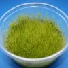 In-Vitro Kriechendes Stumpfdeckelmoos (Nano Moss) / Amblystegium Serpens -Garten & Außenbereich A DZ 1 1
