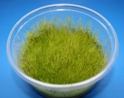 In-Vitro Kriechendes Stumpfdeckelmoos (Nano Moss) / Amblystegium Serpens