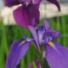 Japanische Sumpf-Schwertlilie / Iris Kaempferi Blau