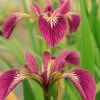Rote Sumpfschwertlilie 'Kermesina' / Iris Versicolor 'Kermesina' Rot Im 9x9 Cm Topf