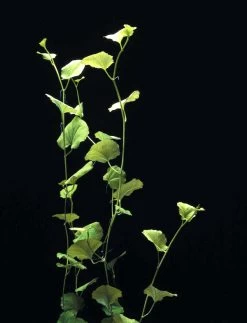 Japanisches Schaumkraut / Cardamine Lyrata Im Topf