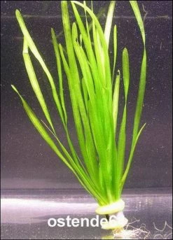 Glattblättrige Wasserschraube / Vallisneria Spiralis Im Bund