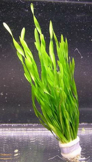 Kleine Amerikanische Sumpfschraube / Vallisneria Tortifolia Im Topf 3 Kleine Amerikanische Sumpfschraube / Vallisneria Tortifolia Im Topf