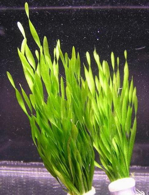Kleine Amerikanische Sumpfschraube / Vallisneria Tortifolia Im Topf 4 Kleine Amerikanische Sumpfschraube / Vallisneria Tortifolia Im Topf – Bild 2