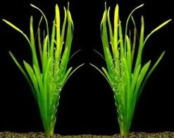 Riesenvallisneria / Vallisneria Gigantea Im Bund